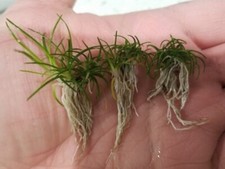 1 x Eriocaulon "Sulawesi" Live Aquarium Aquatic Plant Plants Erio