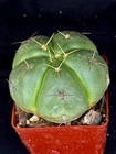 Gymnocalycium horstii, cactus plant