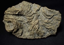 Large 3D pyrite crinoid with multiple heads (120mm) Pentacrinites Jurassic Coast