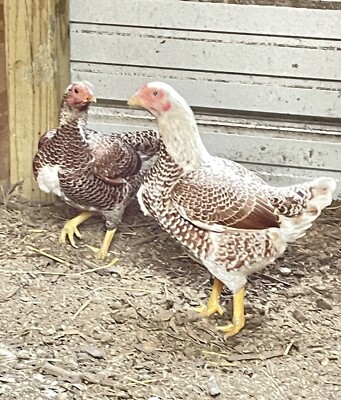 6 Hatching Eggs, Cornish Bantam, Red White Laced