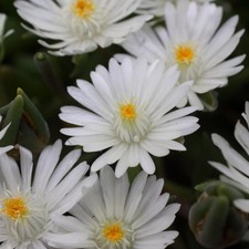 Delosperma plug plants succulent white flowers evergreen ice plant, pack of 3