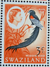 SWAZILAND 1968 SG136 3c. ON 5c.  LONG-TAILED WHYDAH -  MNH