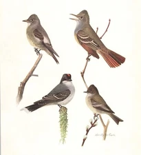 Original 1914 Color Bird Print - FLYCATCHERS - Louis Agassiz Fuertes