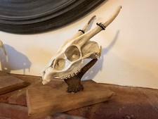 Mounted Muntjac Deer Skull