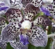 Vanda Papilionanda Kyra Green Orchid Plant FRAGRANT