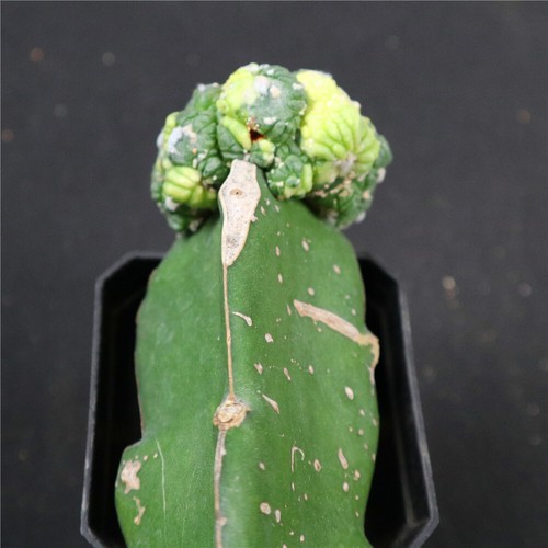 Astrophytum asterias Godzilla variegated -with rootstock no roots- rare 4459 - Picture 4 of 4