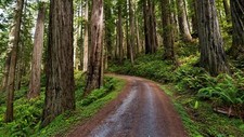 Landscape nature forest plants redwood walkway dirt road Custom Gaming Mat Desk