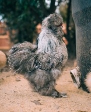 12 Premium Silkie Hatching Eggs Assorted Colors NPIP AI - All Silkie Feathering