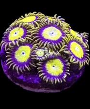 Live Coral Zoa King Midas 5-6 Polyps