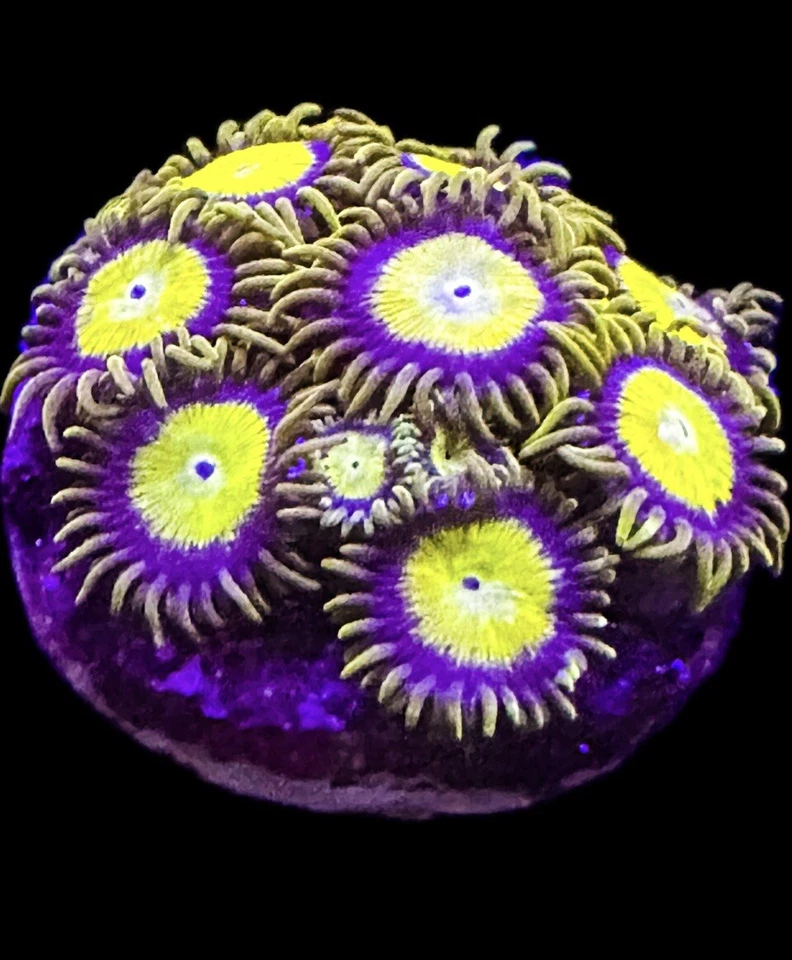 CORAL AQUA CULT Live Coral Zoa King Midas 5-6 Polyps