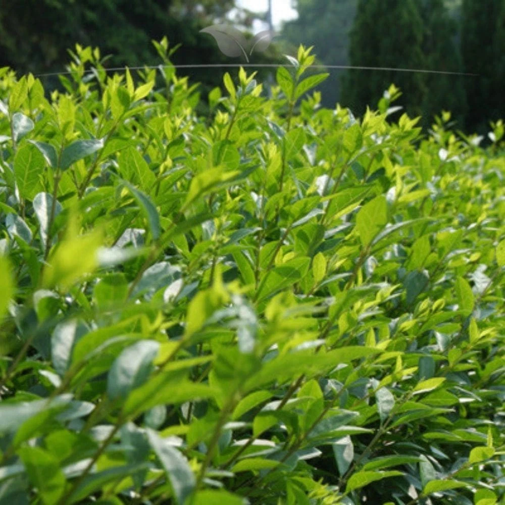 Ligustrum Pflanzen, Strucher & Hecken online kaufen | eBay.de