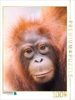 Calvendo Puzzle Portrait Of A Young Animal | 1000 Pieces, Finished Size 25.2 × 1