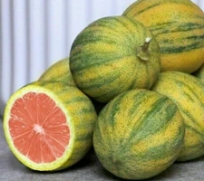 Pink Variegated Eureka Lemon Tree/Bush - 12-15" Tall Live Citrus Plant - Potted