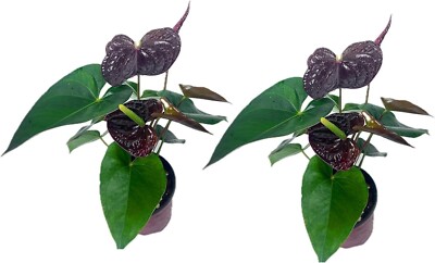Anthurium Andraeanum Mr Brown Live indoor Flowering Plant (Pack of 2)