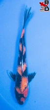 12" SHOWA Live Koi Fish Garden Pond 11/12