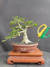 BONSAI PREMNA MICROPHYLLA || SMALL  (REAL PICT) best style