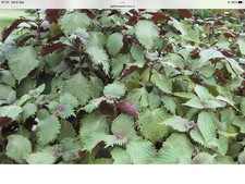 Salad - Perilla - Shiso - Green - 0.5g (270 Seeds)