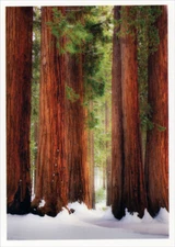 Palm Press Redwood Trees in Winter Box of 10 Christmas Cards
