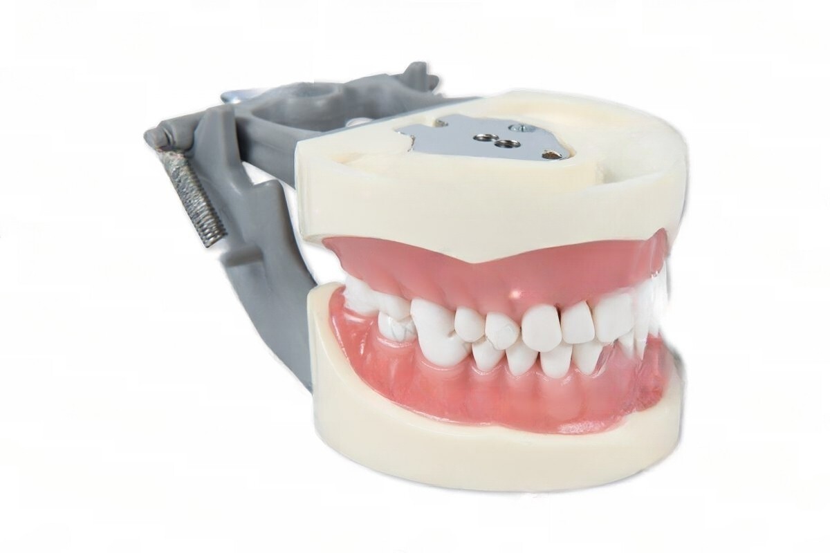 DENTAL TYPODONT OM 200 TEACHING MODEL W/ 2 EXTRA SETS OF TEETH (96