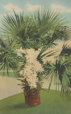 The Cabbage Palm (Sabal Palmetto) in Bloom Florida Vintage Linen Post Card