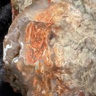 Petrified Wood Slab - Rough Edge Slab, Brown Orange Gray Colors — photo 3