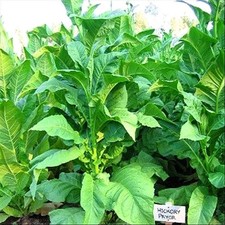 Hickory Pryor Tobacco Seeds - pack of 100 (TS-113)