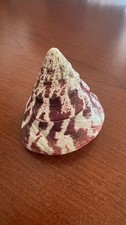Rote Streifen Trochus Topshell 2" 