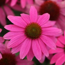500 Samen ROTER SONNENHUT Echinacea purpurea Igelkopf Heilpflanze