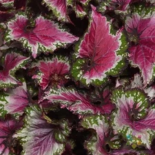 25+ Jurassic Jr Berry Swirl Rex Begonia Seeds for Garden - USA - FREE SHIPPING!