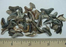 40 - Fossilized Tiger Shark Teeth - from North Florida - Miocene Epoch