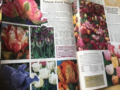 Daffodil,Parrot Tulip,Iris,Lili,Rare Unusual Classic var 1999 PARK Bulb Catalog