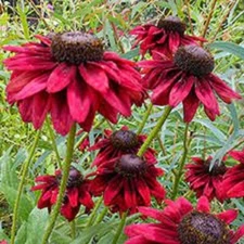 50 Cherry Brandy Coneflower Seeds Echinacea Perennial Flower Flowers Seed 930