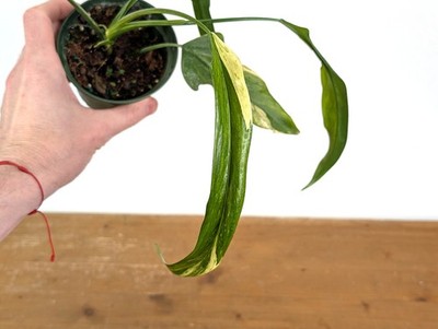Philodendron Paloraense Variegated - Exact Plant #02A | eBay