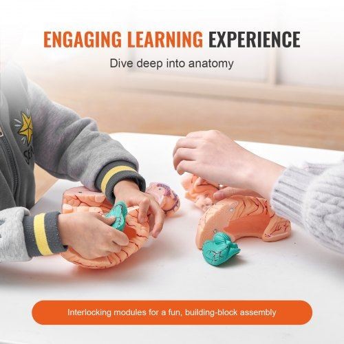 Human Brain Model Anatomy 1:1 Life-Size 9-Part Human Brain Anatomical Model - Picture 2 of 8