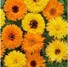 Flower Calendula Officinalis UK Pacific Beauty Mix - Pot Marigold Bulk order 1kg