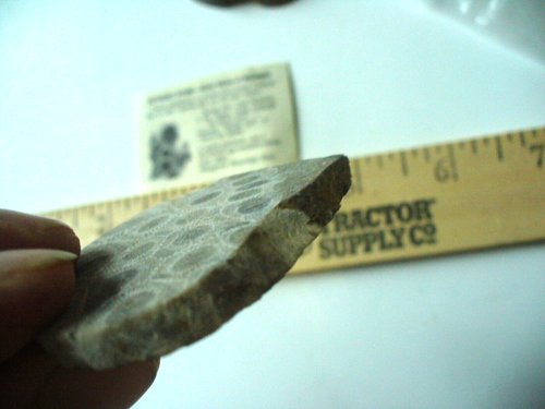 Unpolished Petoskey Stones - Picture 6 of 6