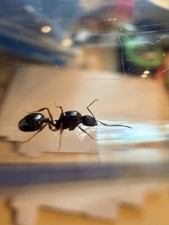 Aphaenogaster Ant Queen W/25 Workers  Brood, Priced To Sell Quick