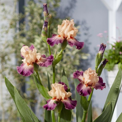 T&M Iris Germanica Duo Bearded Iris Plants Rose de Perse & Miles Ahead