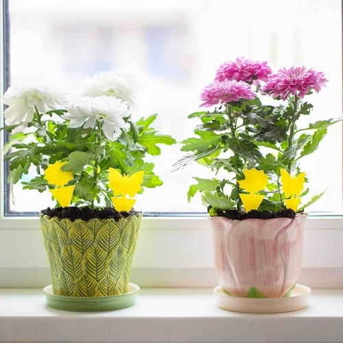 20pcs Sticky Fruit Fly Traps, Fungus Gnat Killer Trap use for Indoor Outdoor - Picture 10 of 23