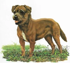 Border Terrier - CUSTOM MATTED - 1976 Vintage Dog Art Print - Cozzaglio 