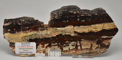STROMATOLITE Jerrinah Formation, 2.7 BYO, Pilbara, Western Australia S1222