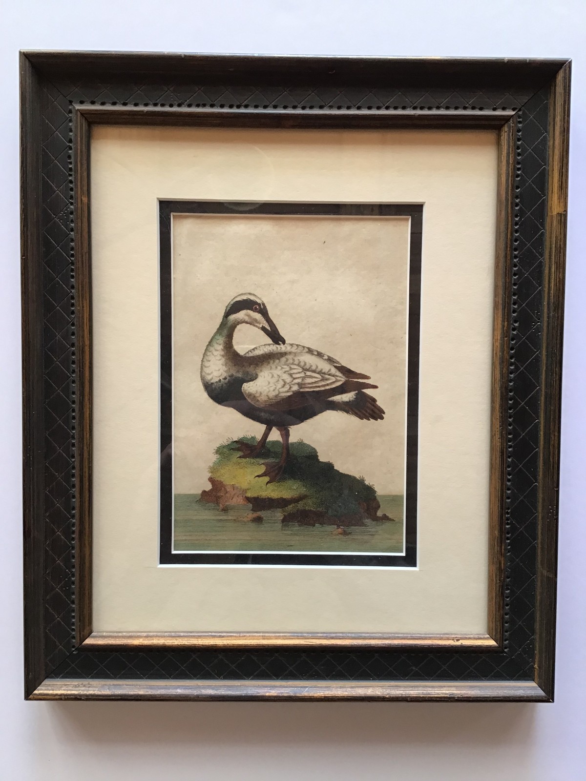 Framed hand-colored print of an 'Eider Duck'