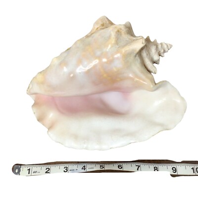 Large Natural Snail Shell Seashell Rare Real Beach Home Decor 10''
