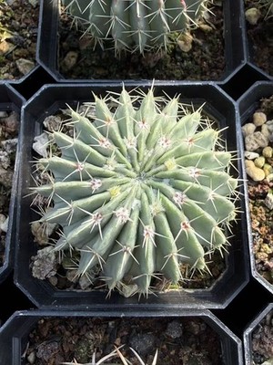 2PCS Raresucculent plant Notocactus buinningii cactus cacti seedgrowth 5CM