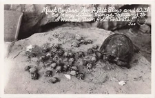RPPC Florida Gopher tortoise Turtle Beach Hatching Eggs Baby Photo Postcard G6