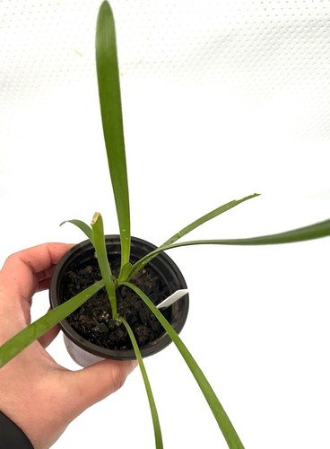 1 Pot Agapanthus White-Lily of the Nile-Garden Plant - Picture 4 of 10