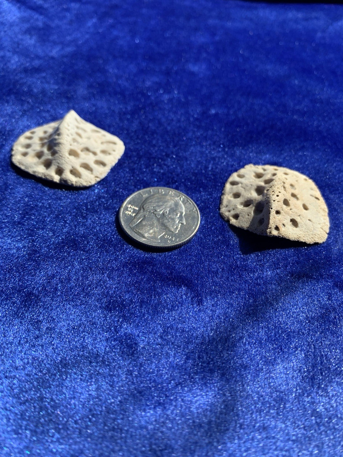 Louisiana Alligator Scute Protection Lucky Talisman (2 pcs)