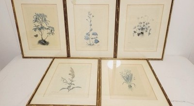Lot Of 5 Color Aquatint Lithograph after Jacopo Ligozzi's Botanical Engraving