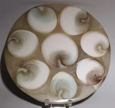 Shiva Eye Shell Coaster Plate 121mm Polished Operculum Display Decor 154g