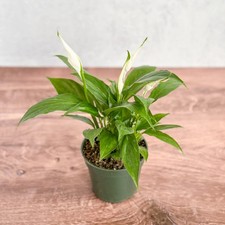 Spathiphyllum 'Peace Lily'